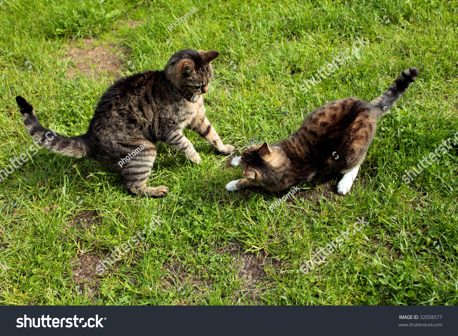 Playing Cats On The Lawn Stock Photo 32058577 : Shutterstock