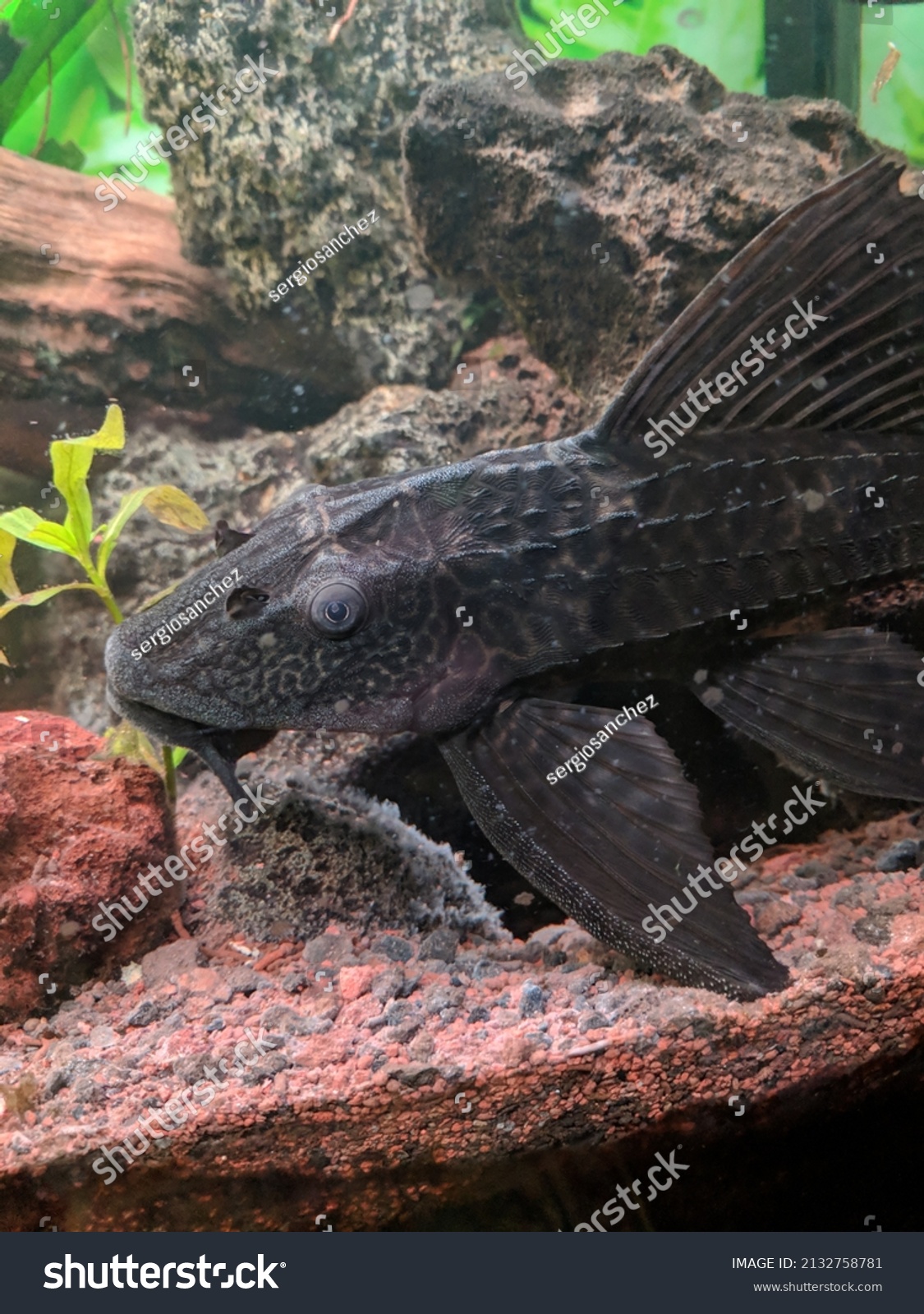 Plecostomus Fish Pleco Fish Aquarium Stock Photo (edit Now) 2132758781