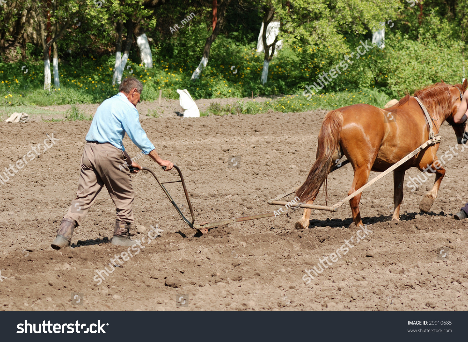 Ploughing The Field With Horses Stock Photo 29910685 : Shutterstock