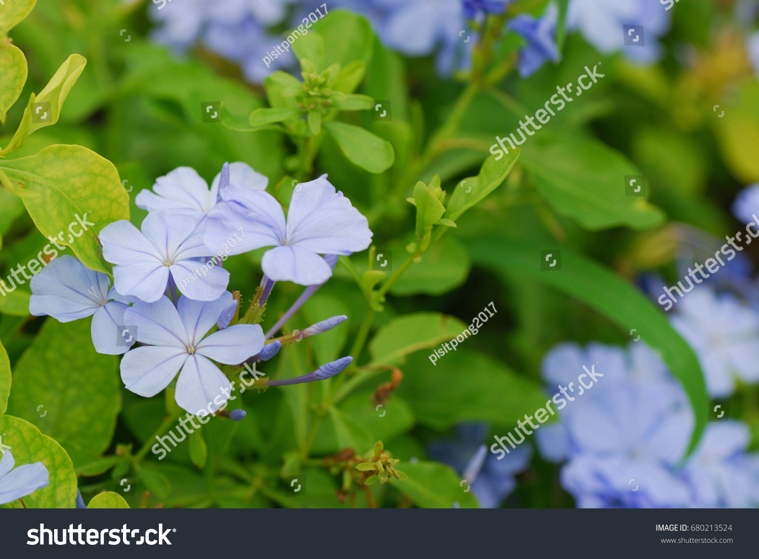 Plumbago Auriculata Common Names White Plumbago Stock Photo 680213524 ...