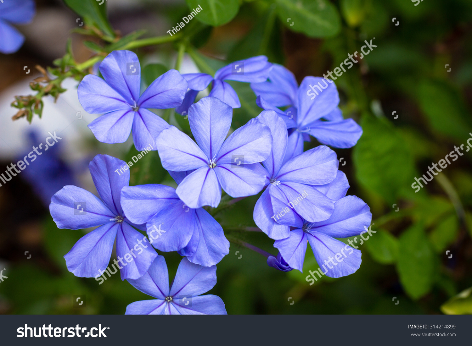 38 Imperial blue plumbago Images, Stock Photos & Vectors | Shutterstock