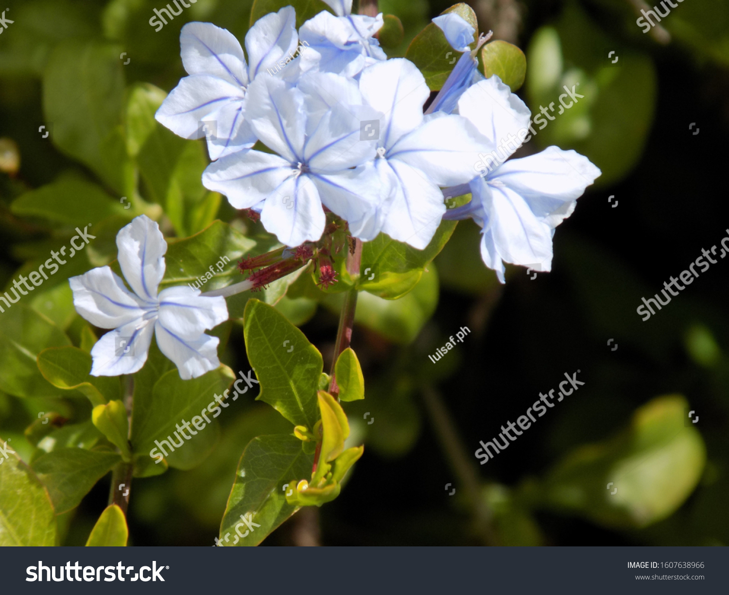 Plumbago Auriculata White Plumbago Blue Plumbago Stock Photo (Edit Now ...