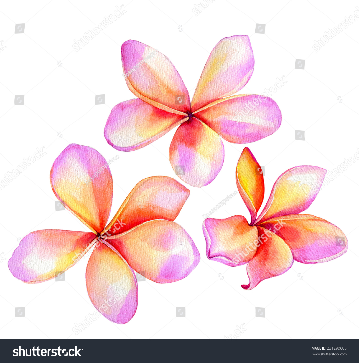 Plumeria Frangipani Flowers Watercolor Single Motifs Stock Illustration ...