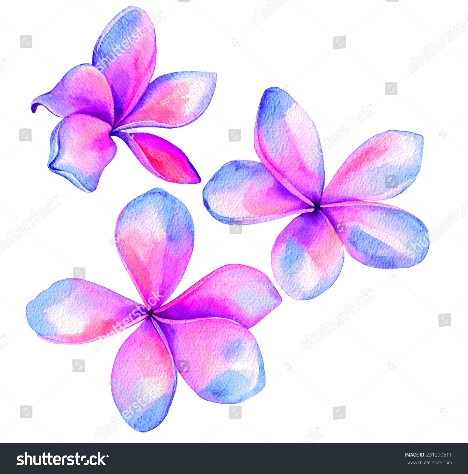 Plumeria Frangipani Flowers Watercolor Single Motifs Stock Illustration ...