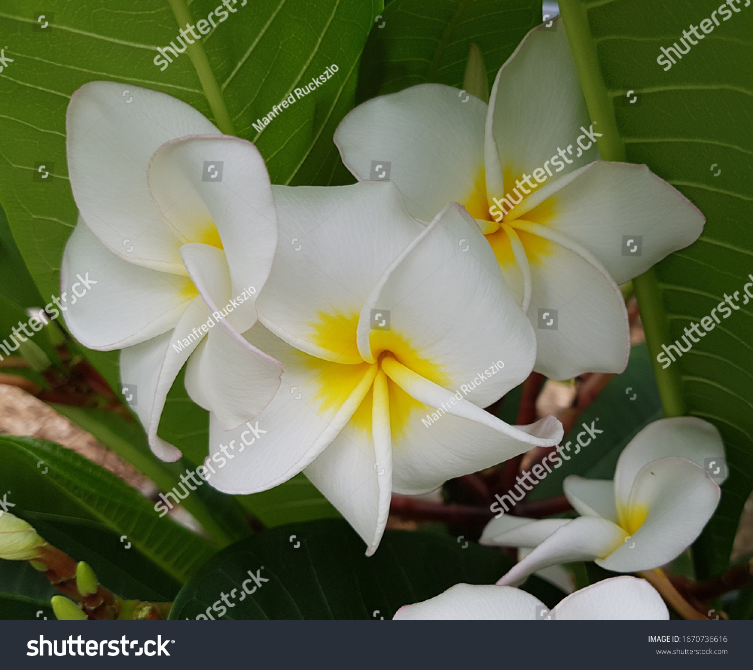 Frangipani Poisonous To Dogs Cheap Buy Online