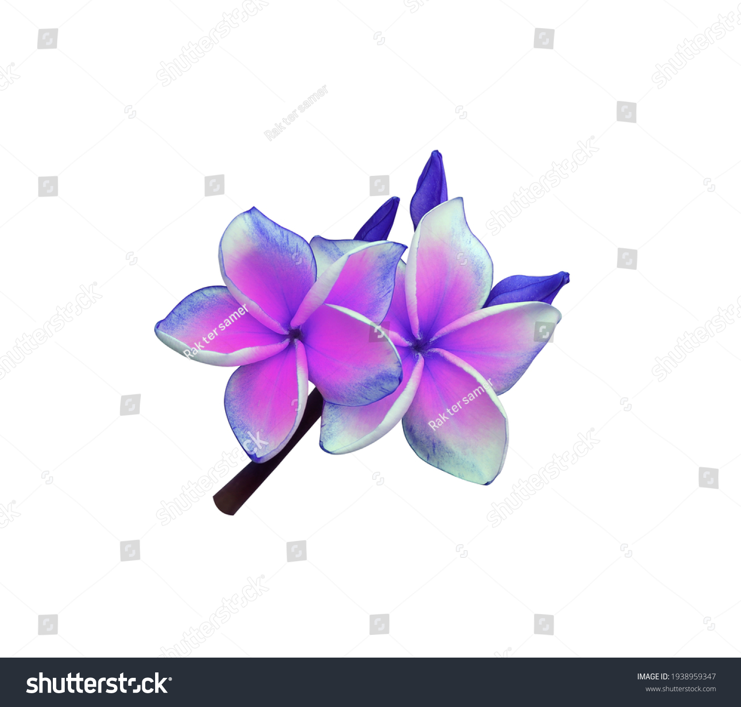 Plumeria Frangipani Temple Tree Top View Stock Photo (Edit Now) 1938959347