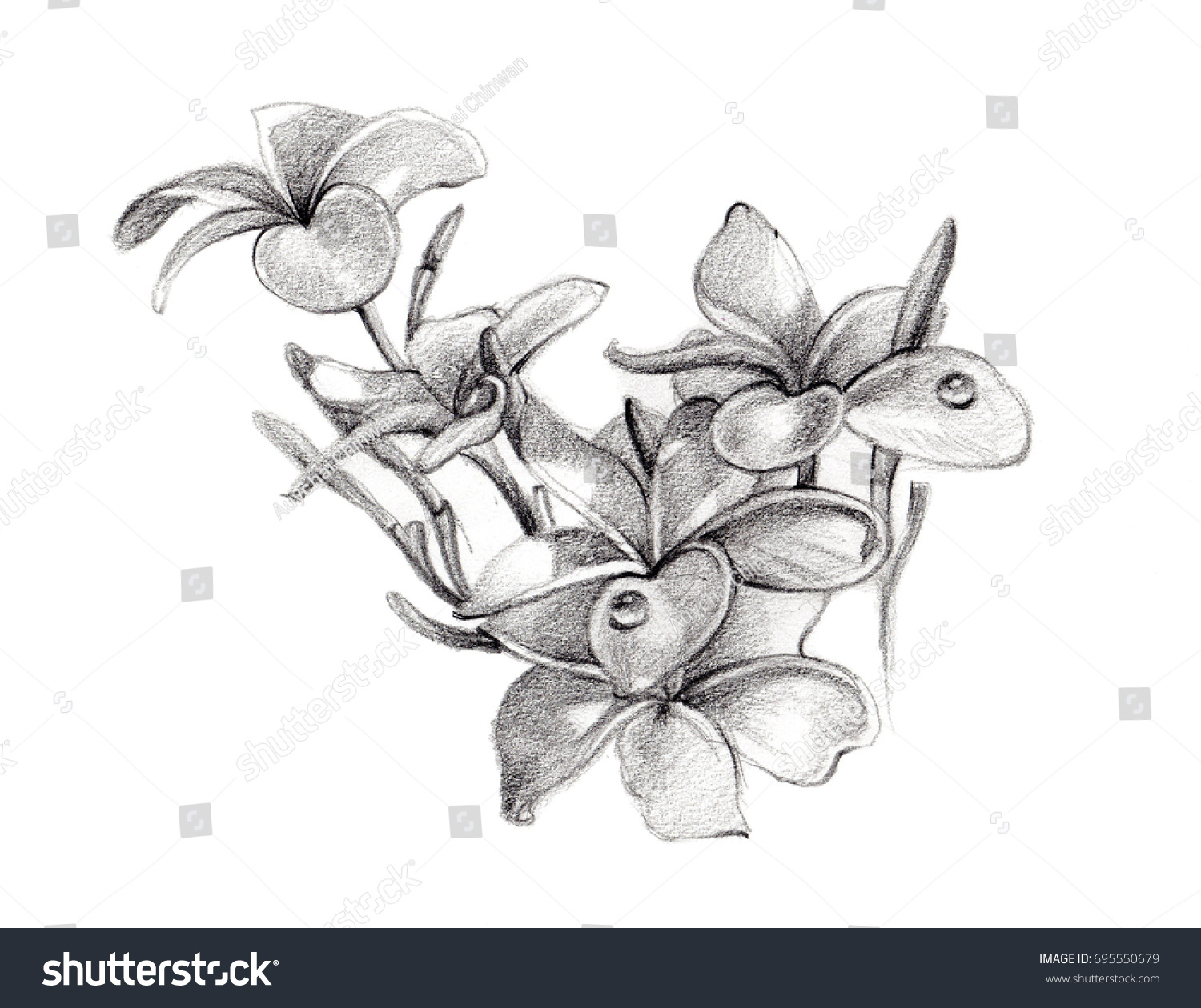 Plumeria Sketch Bouquet Hand Drawing By Stock Illustration 695550679