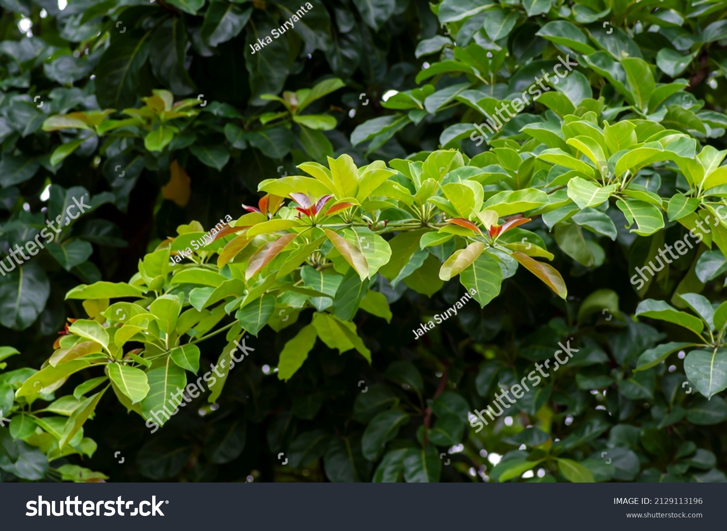 Pohon Joho Terminalia Bellirica Known Bahera Stock Photo Edit Now