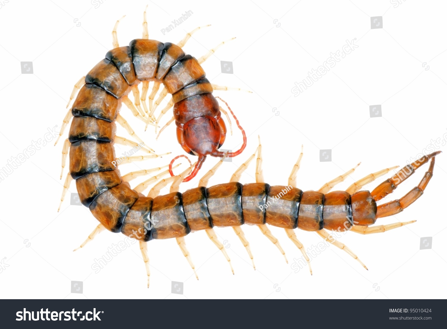 Poison Animal Centipede: foto de stock (editar ahora) 95010424