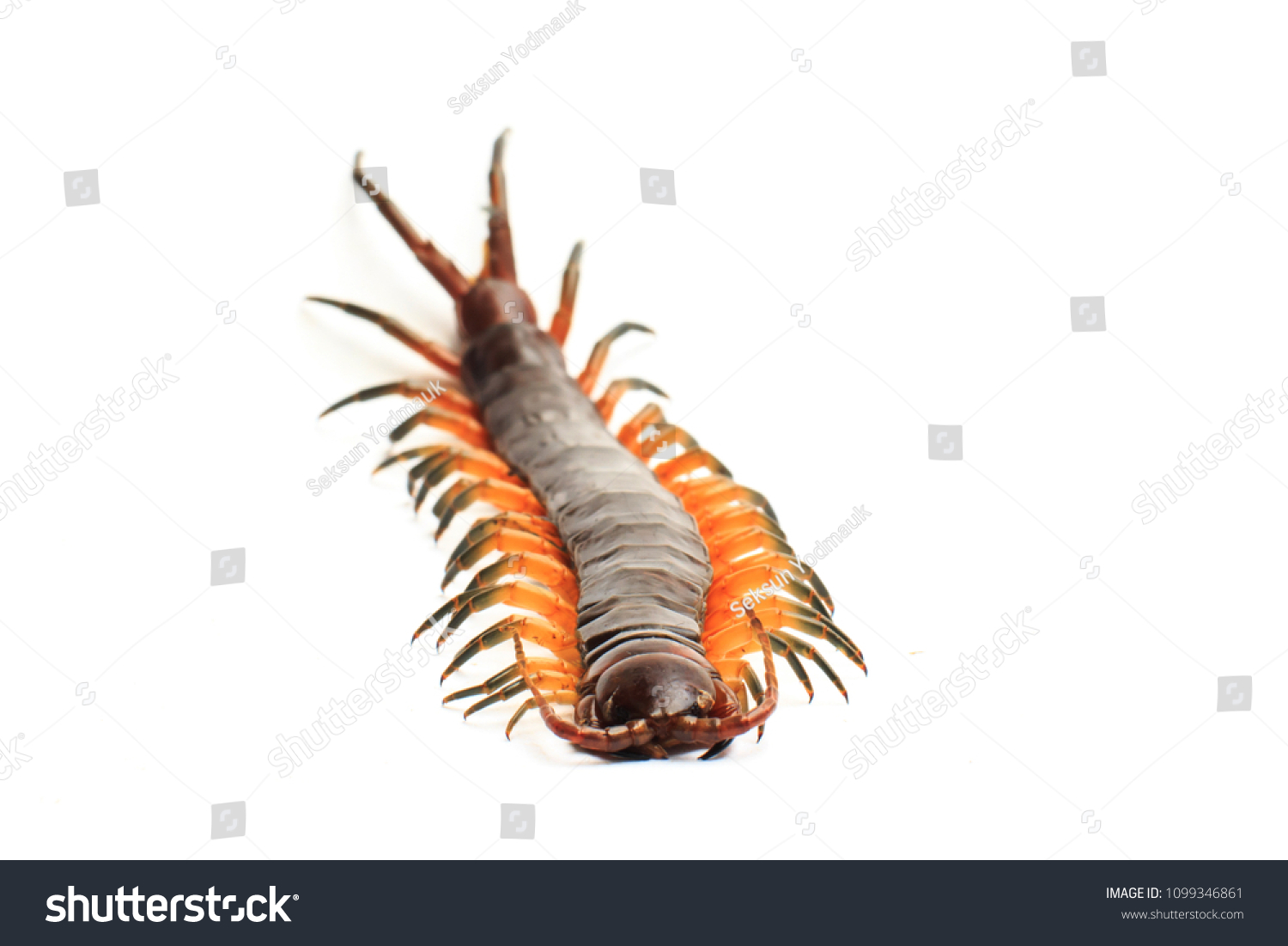 Poison Animal Centipede Isolate On White Stock Photo 1099346861 ...