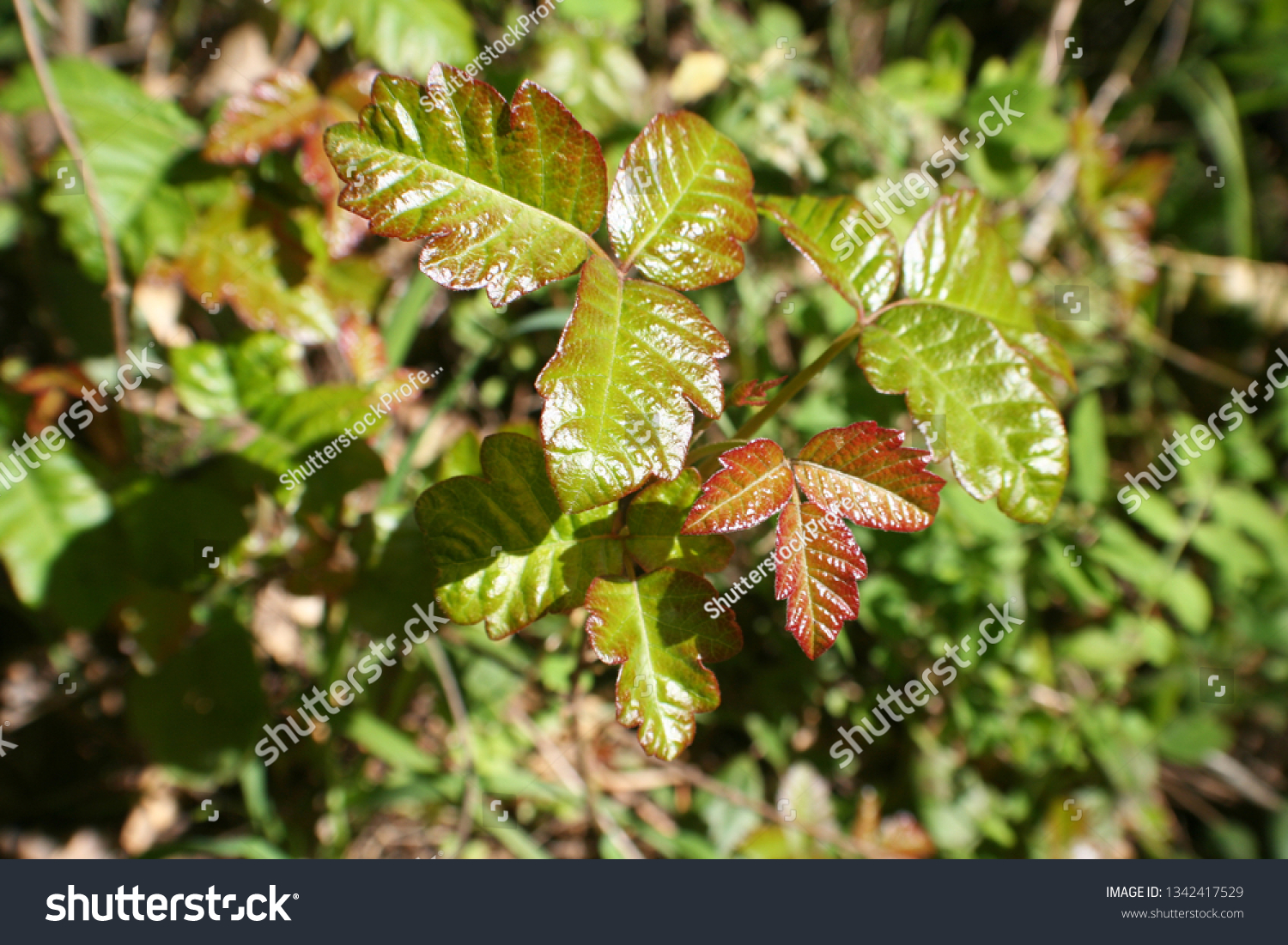 100 Pacific Poison Oak Images Stock Photos Vectors Shutterstock 100-pacific-poison-oak-images-stock-photos-vectors-shutterstock