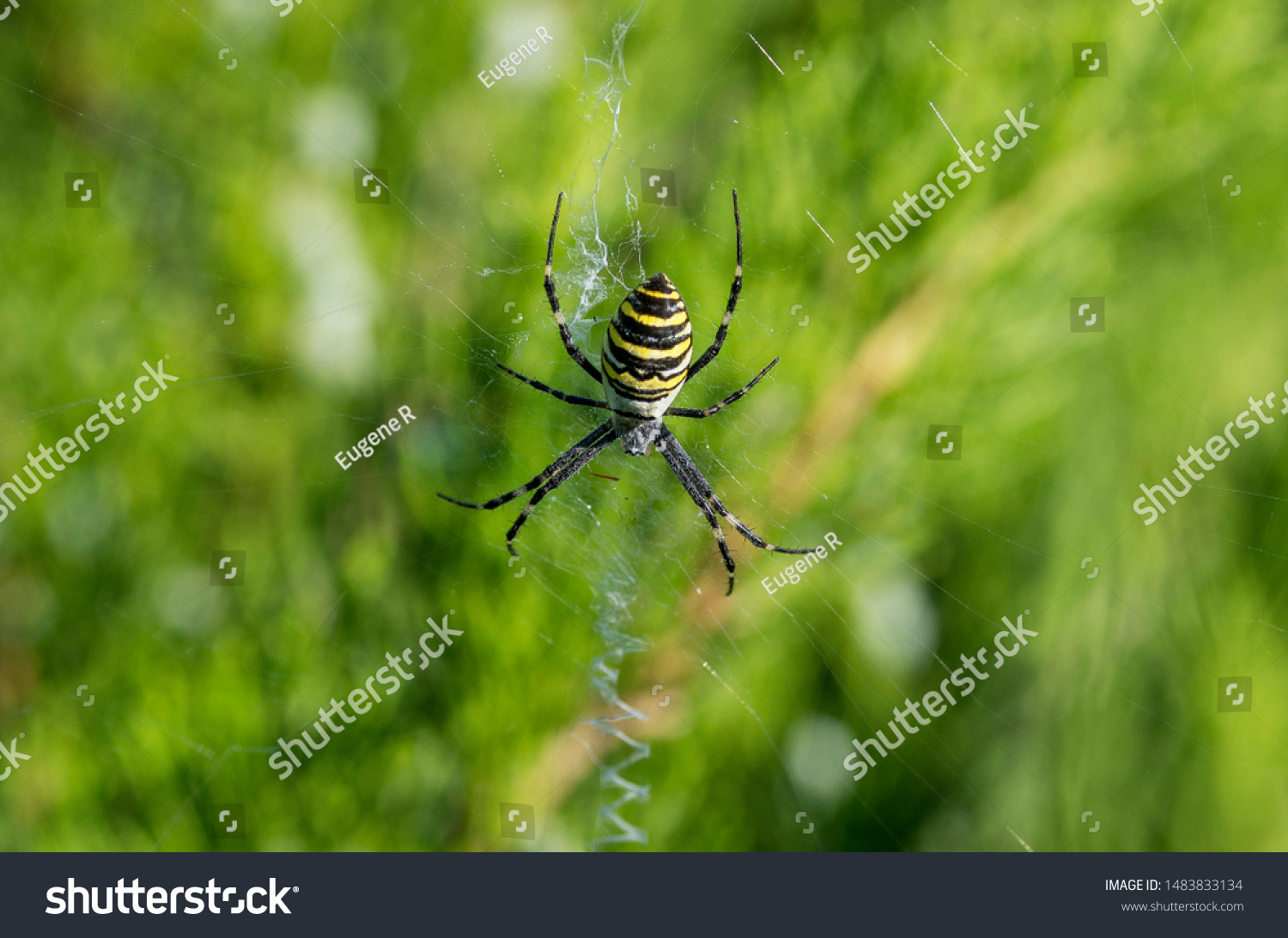 Poisonous Spider Argiope Bruennichi Wasp Spider Stock Photo Edit