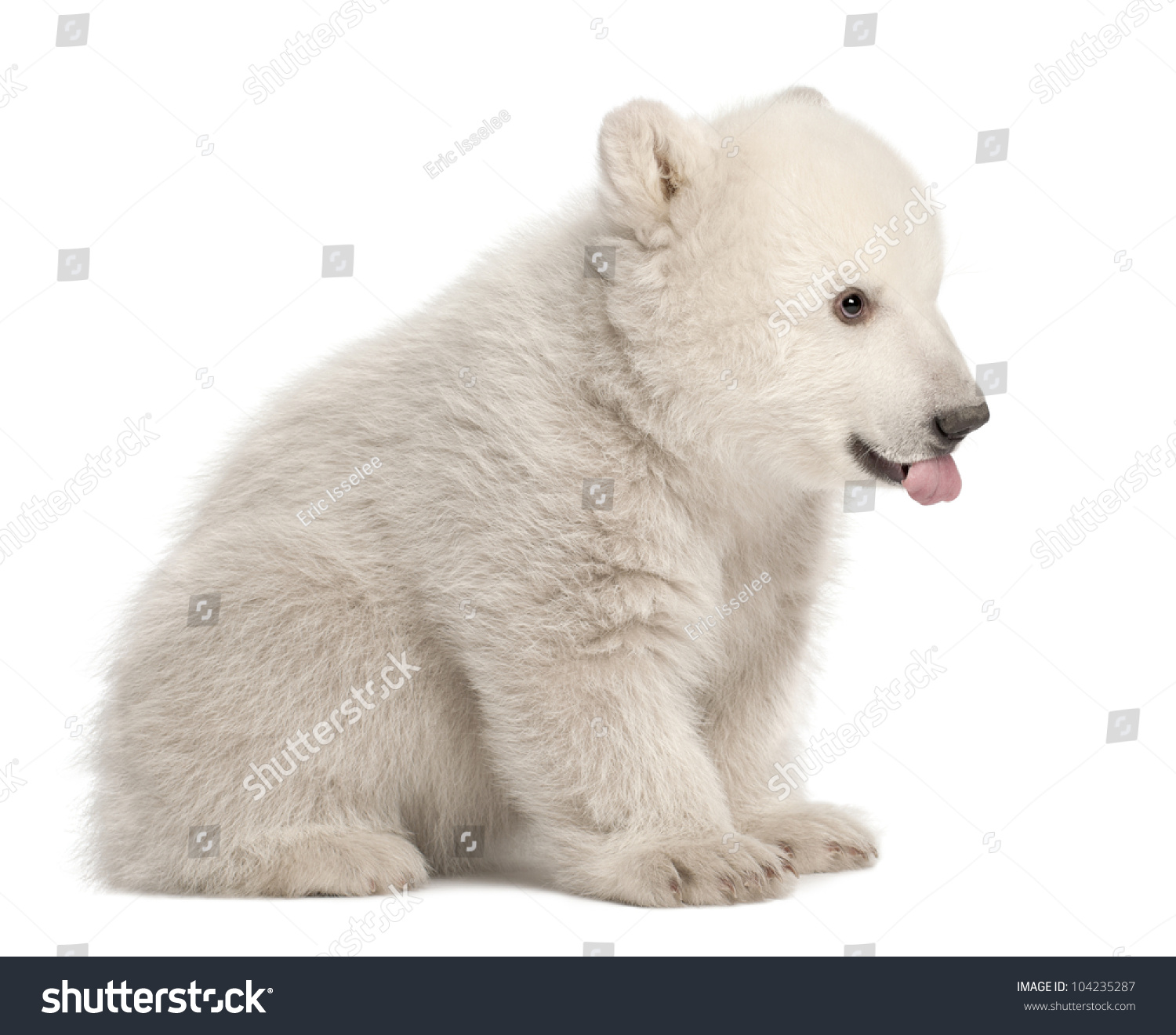 Mojo Polar Bear Cub Sitting 387021 With Tags for sale online 