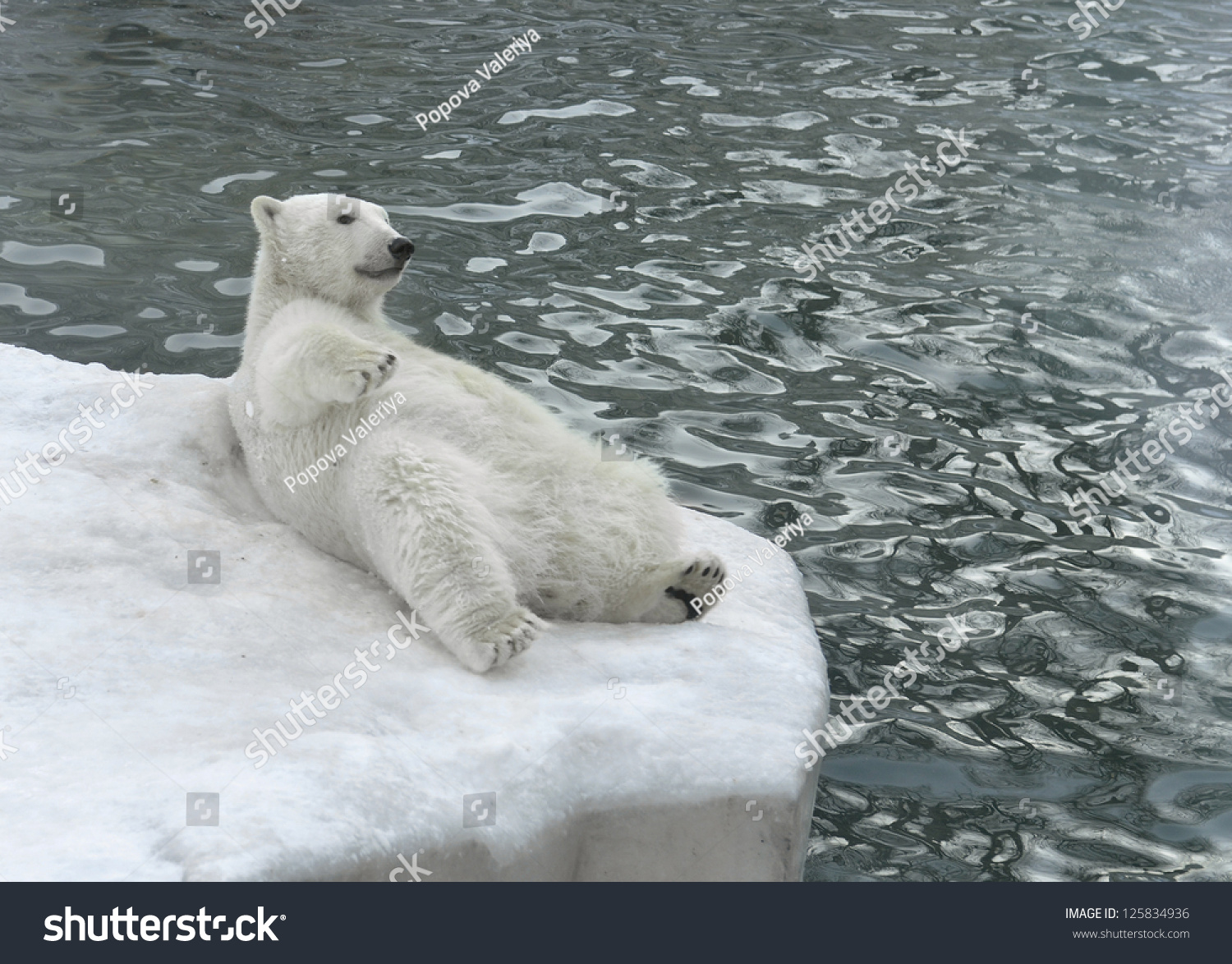 Polar Bear Lying On Beach Focus Stock Photo 125834936 - Shutterstock