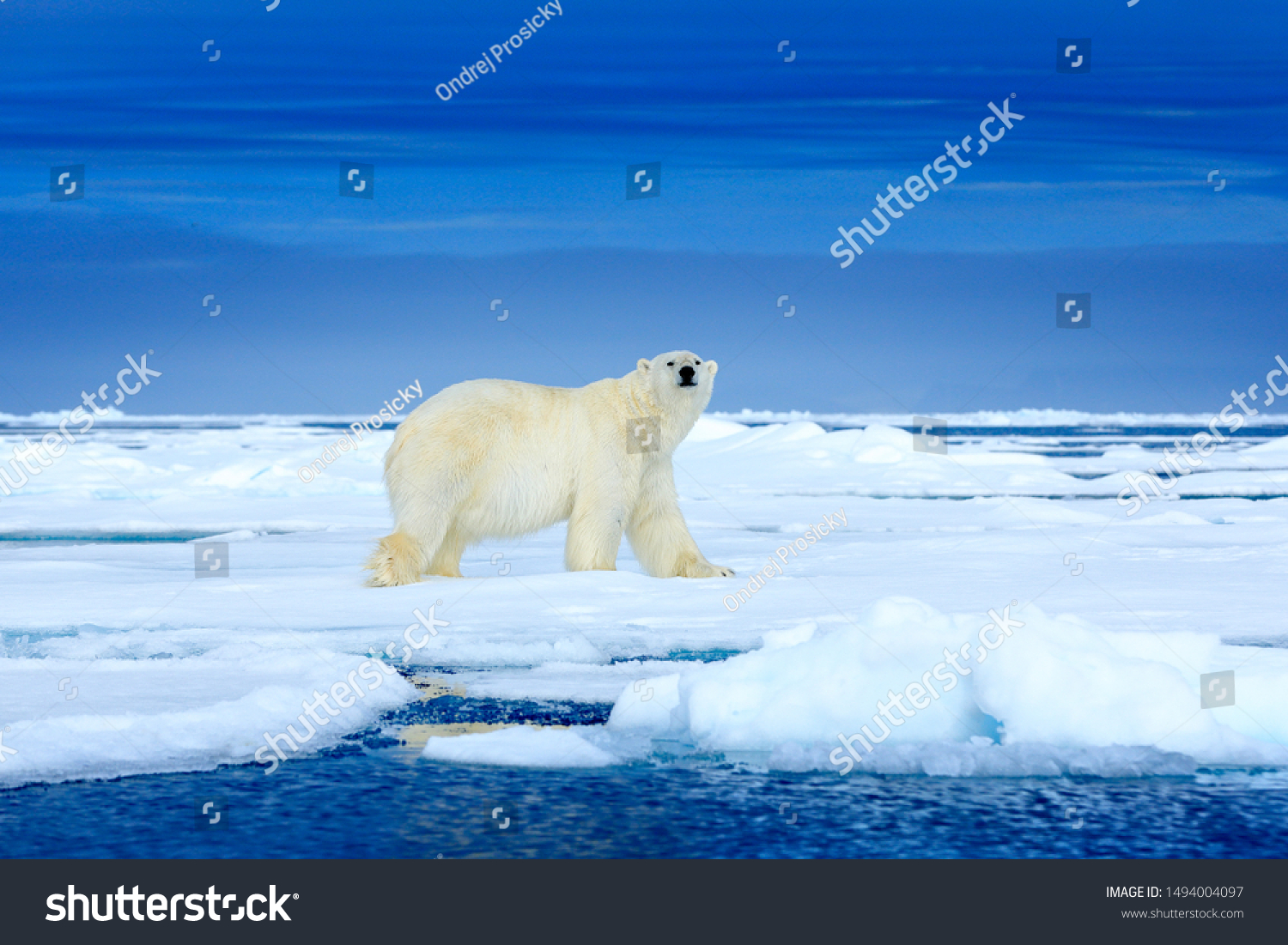 青い氷の上にシロクマ 雪で氷を流し 自然の生息地に白い動物 カナダのマニトバ 雪の中で遊ぶ動物 北極の野生動物 自然の中の面白いイメージ の写真素材 今すぐ編集