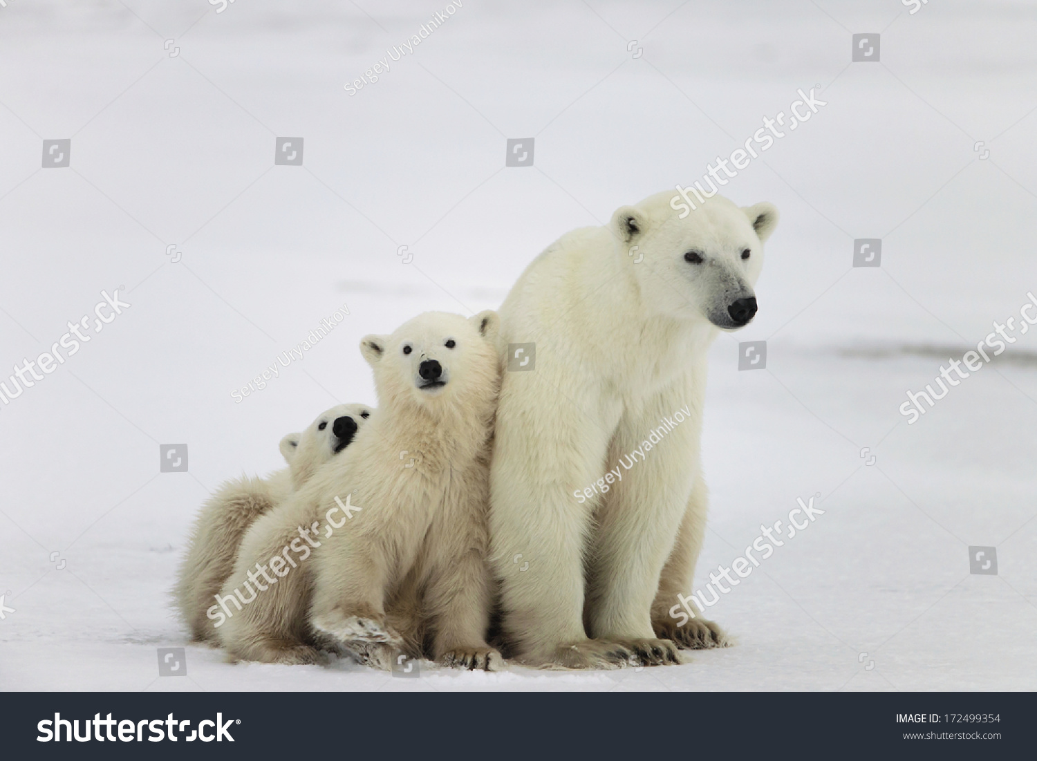 Polar She-Bear With Cubs. A Polar She-Bear With Two Small Bear Cubs ...