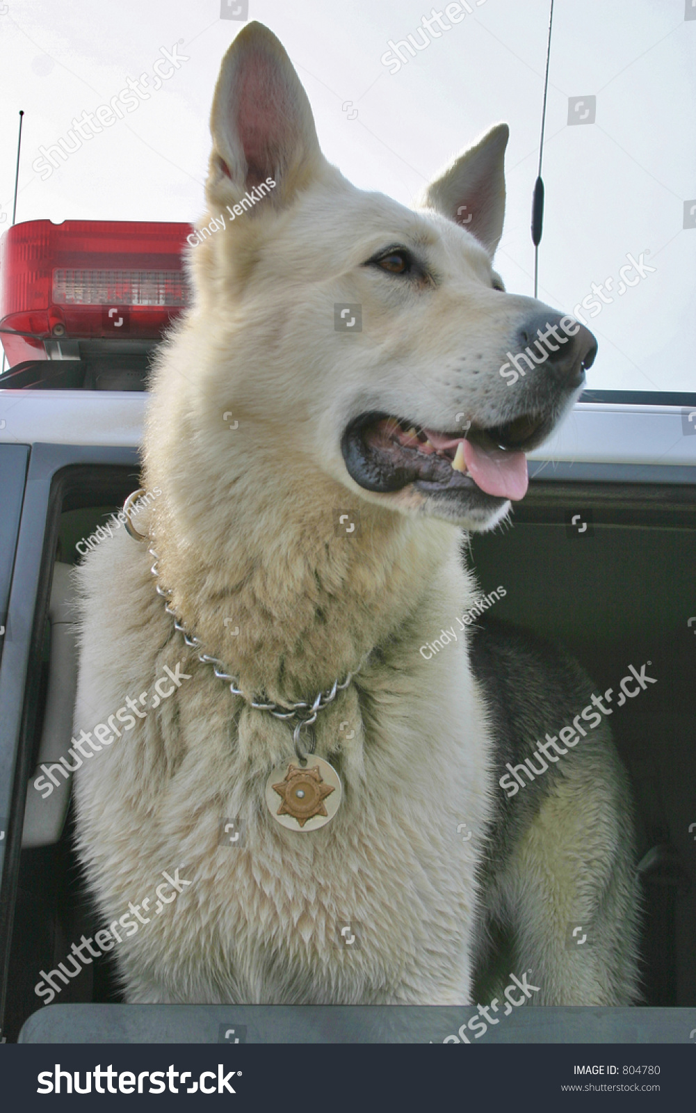 Police Dog Wearing A Badge In Sheriff'S Vehicle. Stock Photo 804780 ...