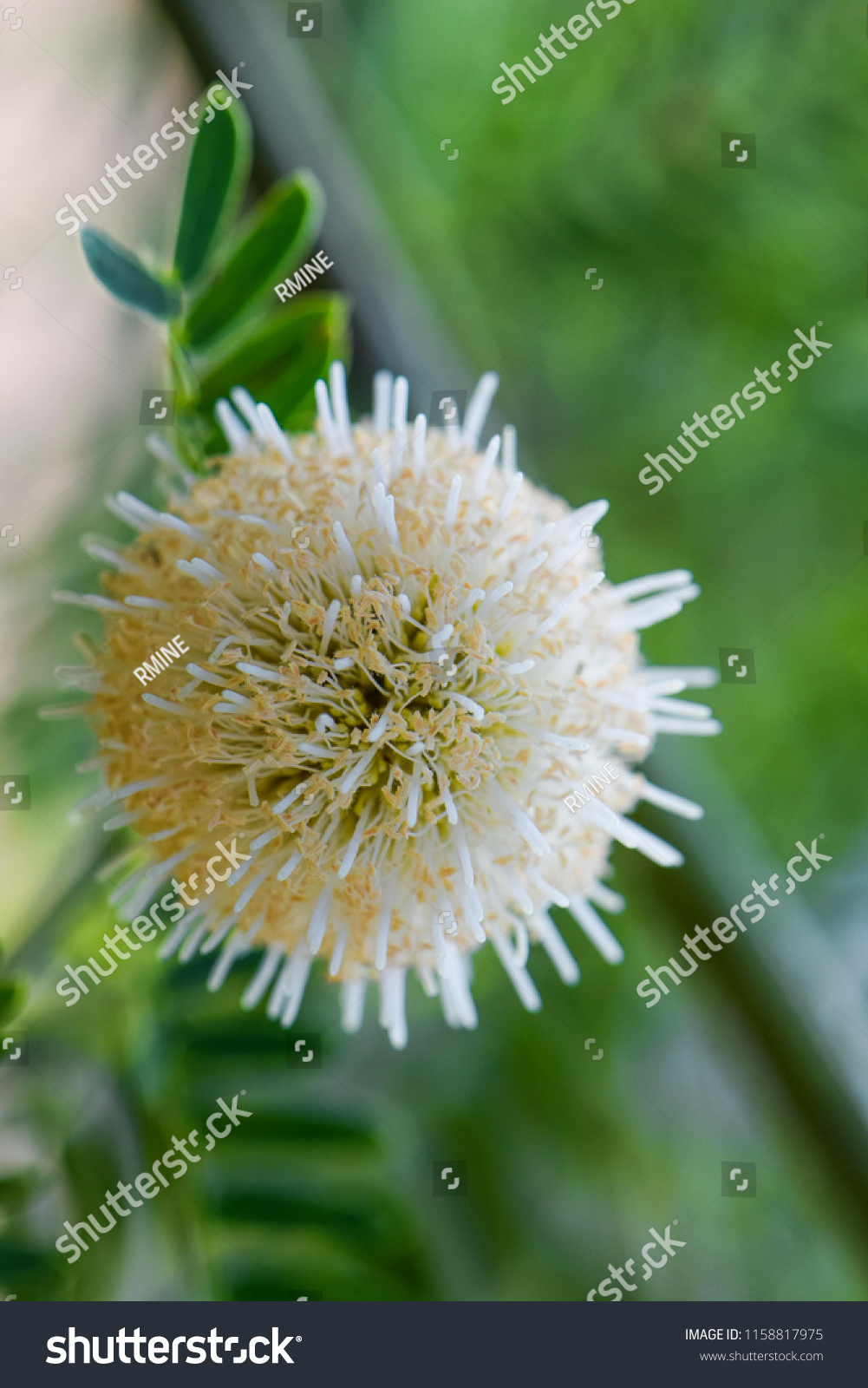 Pollen White Popinac River Tamarind Leucaena Stock Photo Edit Now