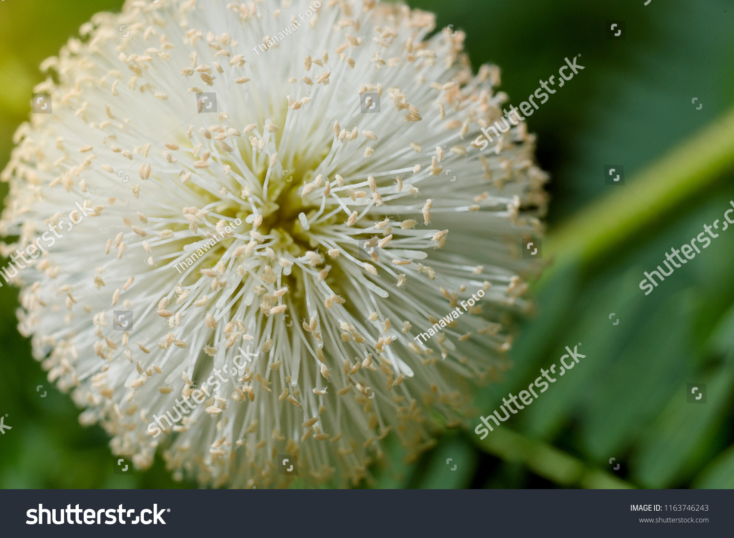 Pollen White Popinac River Tamarind Leucaena Stock Photo Edit Now