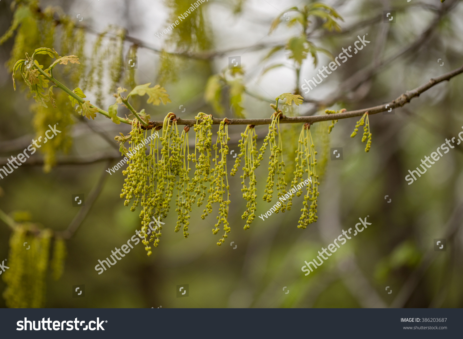 Pollen Spores On Oak Tree Baltimore Stock Photo 386203687 Shutterstock