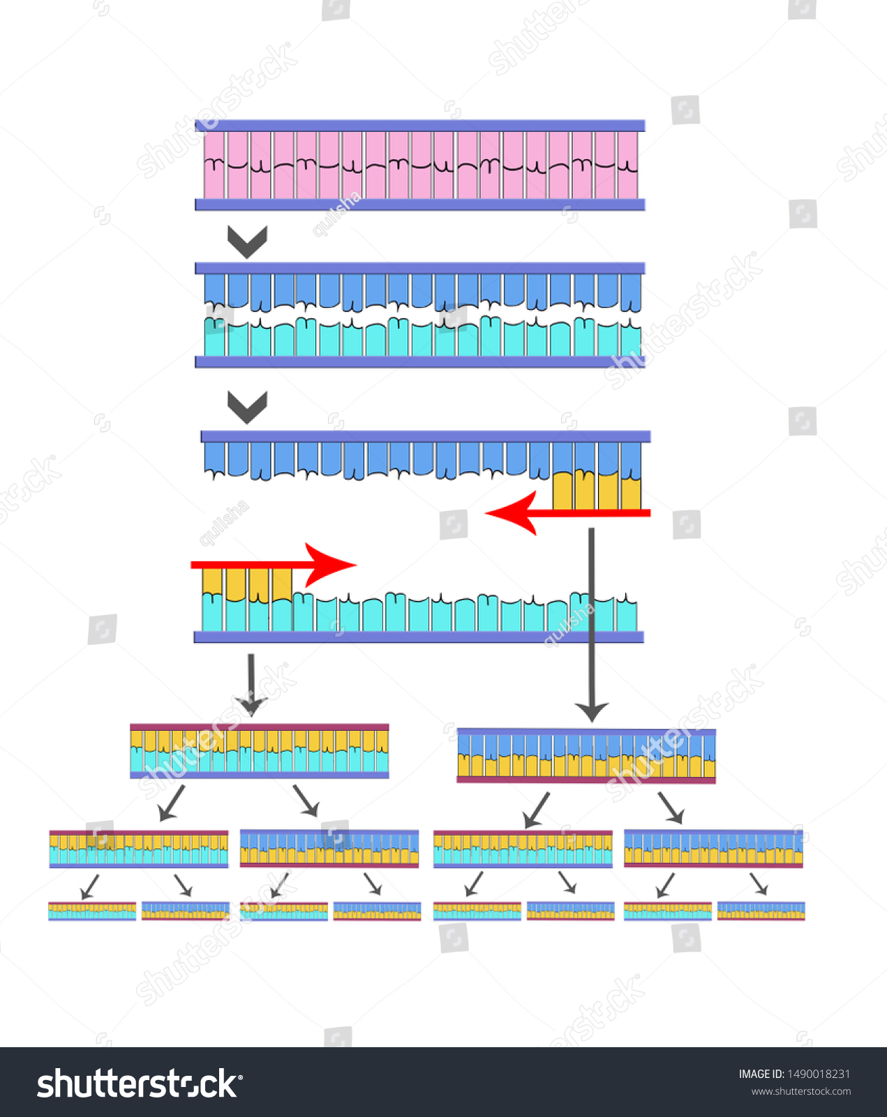 Polymerase-Kettenreaktion. Phasen Der PCR, Polymerase-Kettenreaktion ...