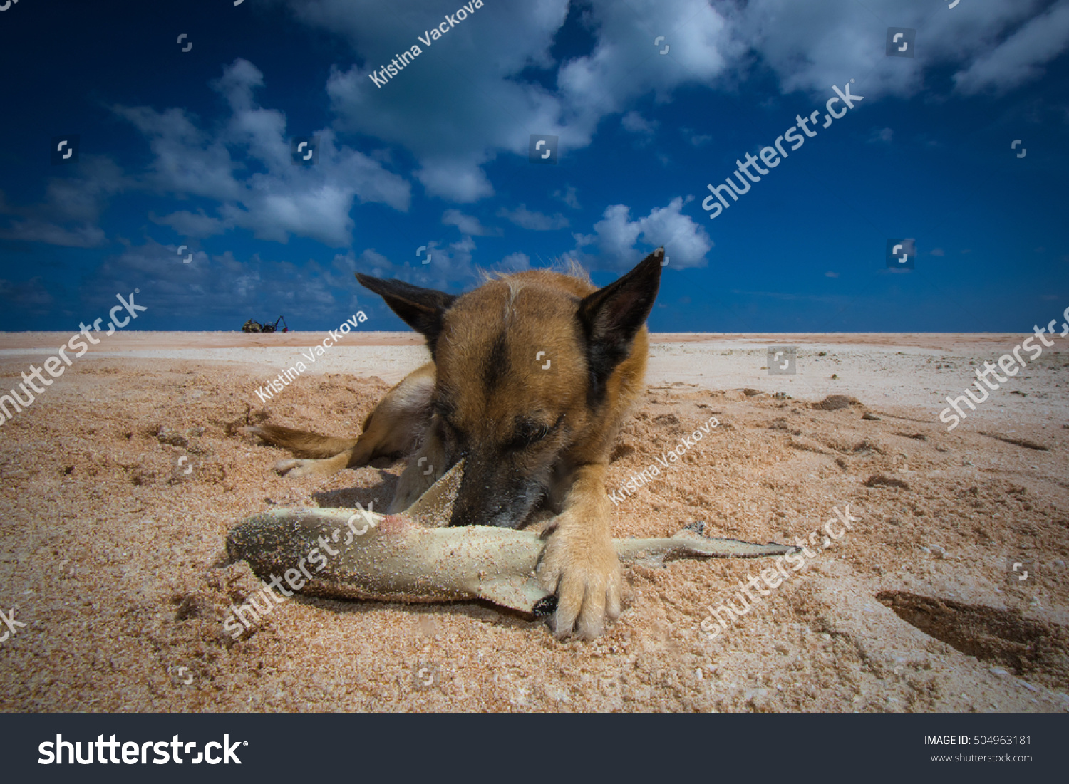 Polynesian Dog His Freshly Caught Food Nature Stock Image 504963181