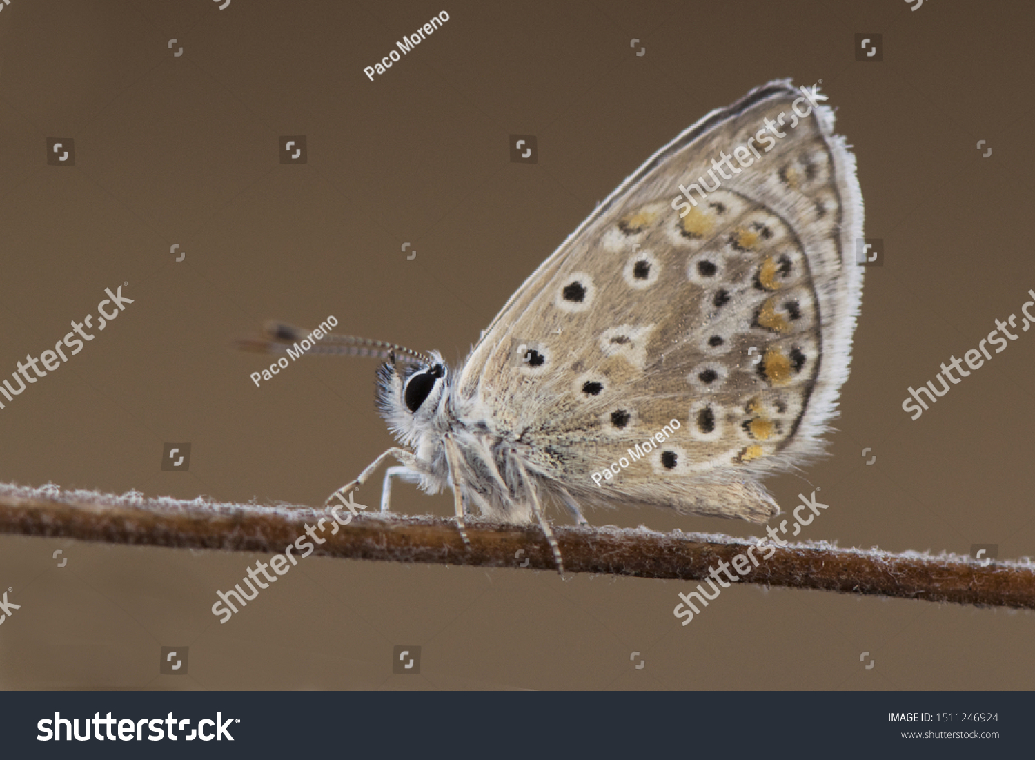 Polyommatus Icarus Celina Common Blue Butterfly Stock Photo 1511246924 ...