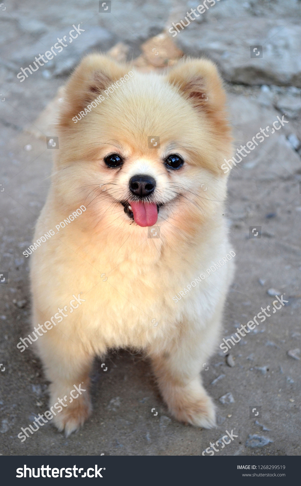 Pom Puppy Cute Dog Stock Photo (Edit 1268299519