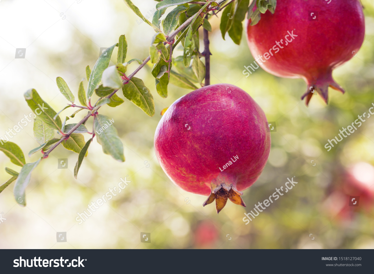 Download Pomegranate Branch Two Ripe Pomegranates Green Stock Photo Edit Now 1518127040