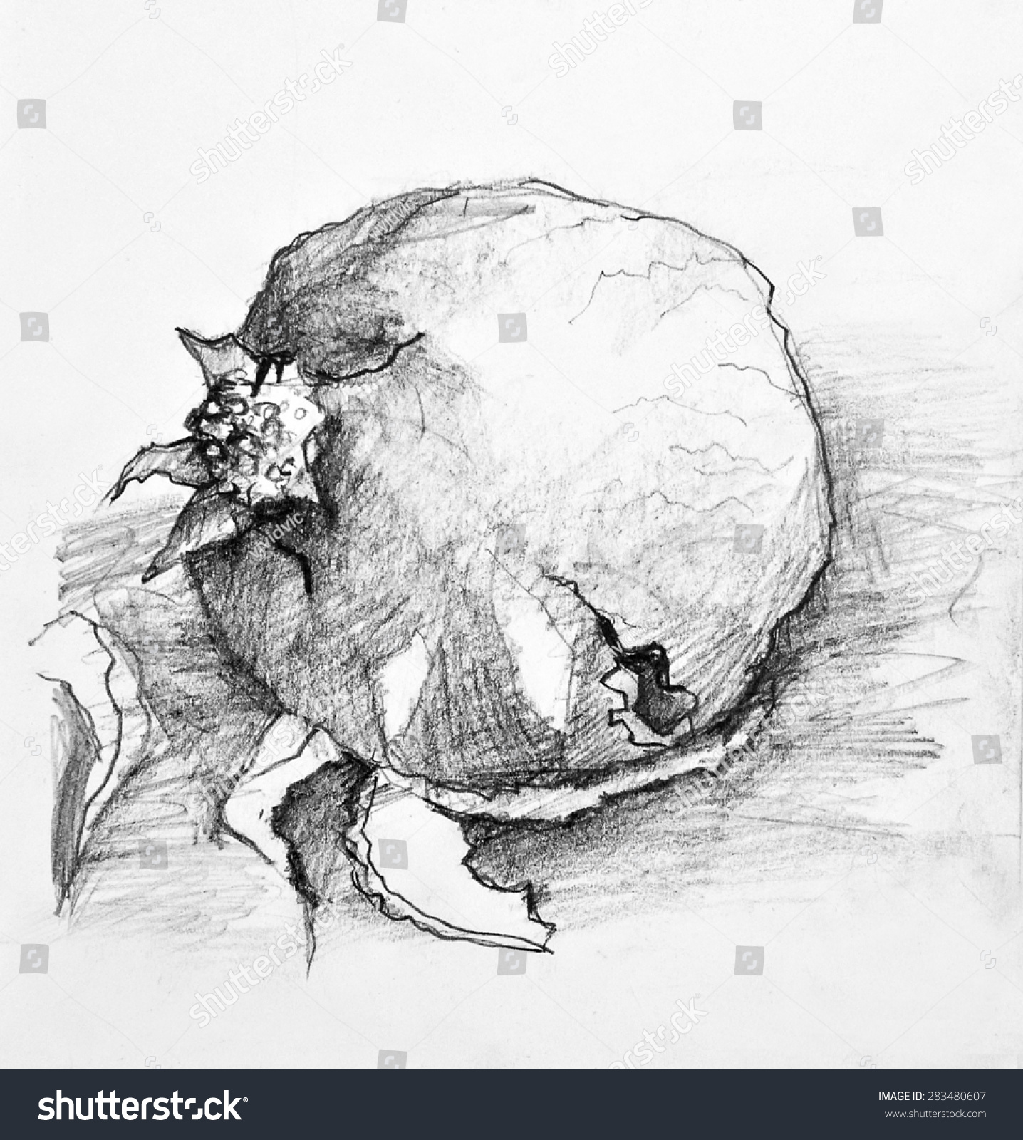  Pomegranate Pencil Drawing Sketch Stock Illustration 