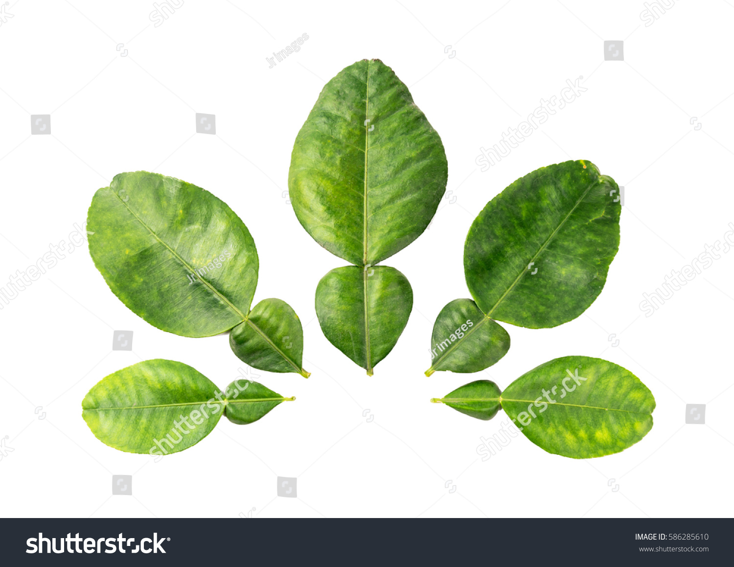 Pomelo leaves