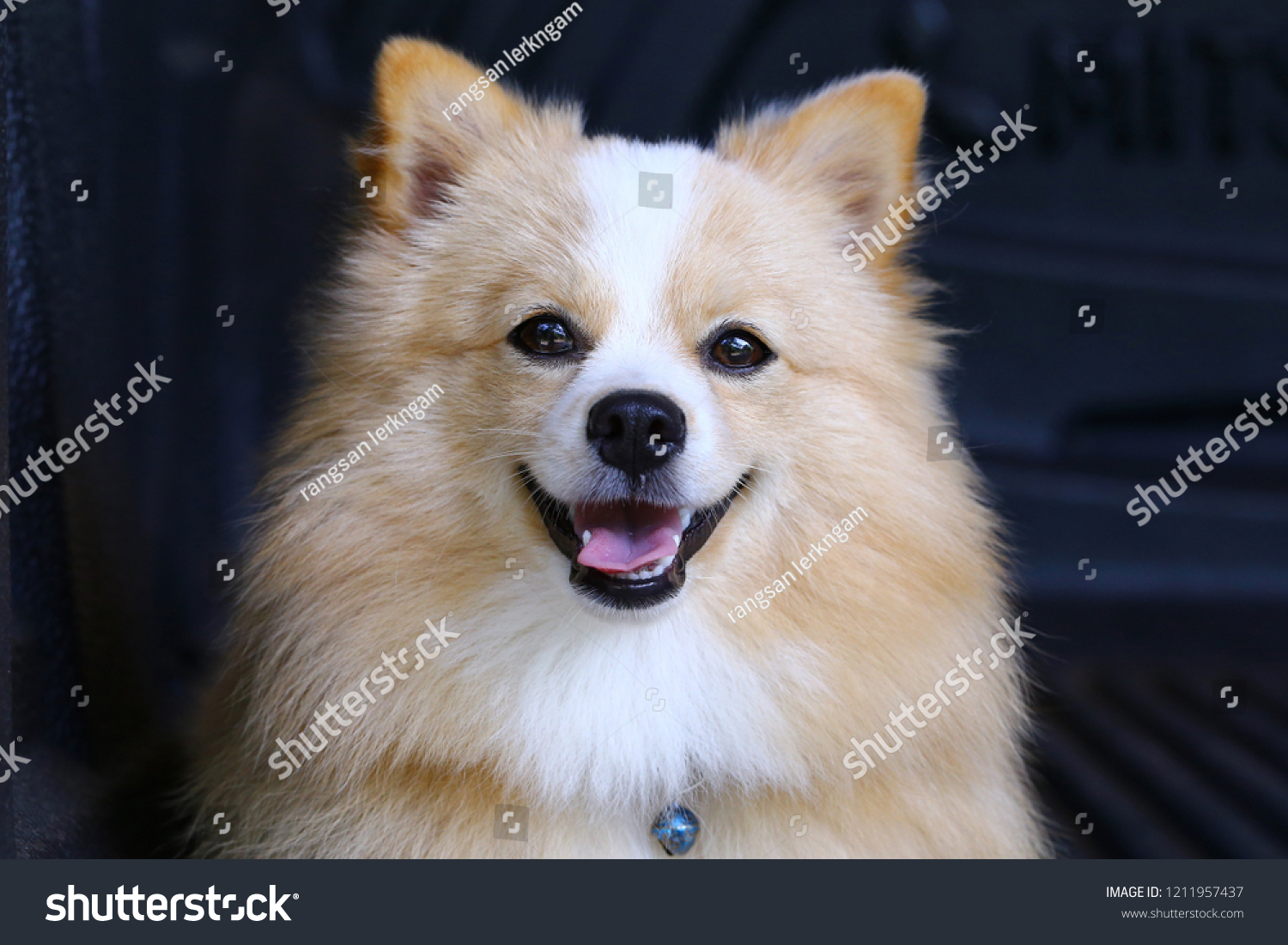 Pomeranian Chihuahua Mix Dog Brown Sarawasi Stock Photo Edit Now
