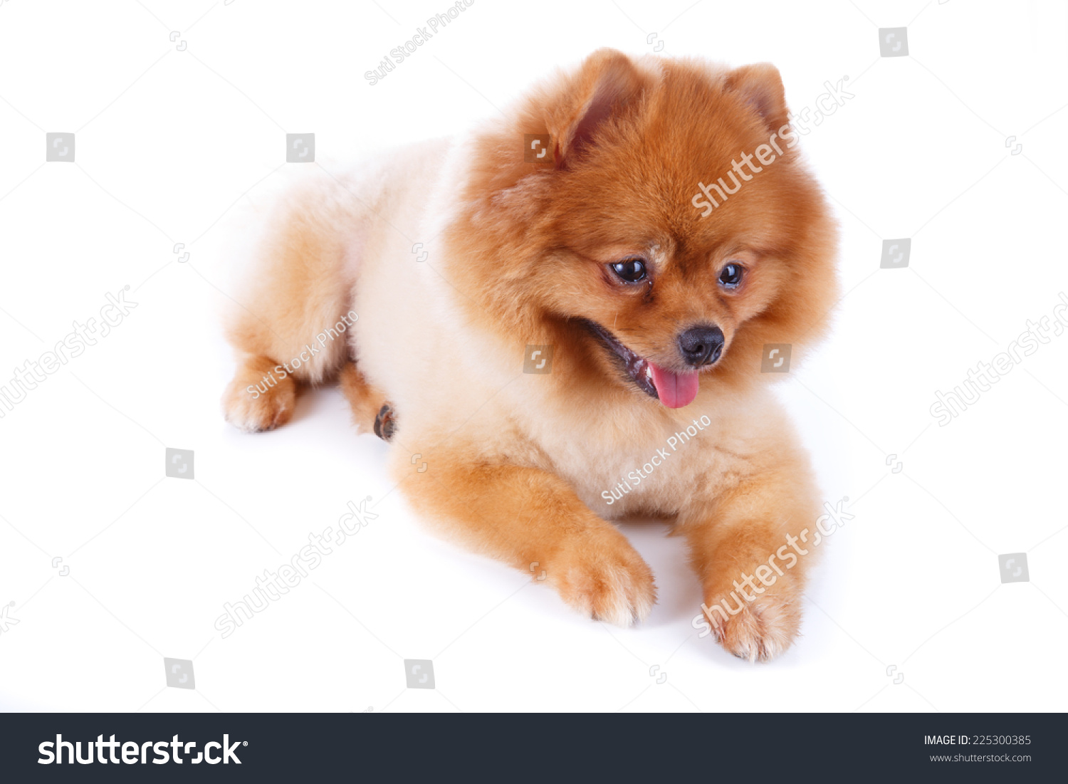 Pomeranian Dog Brown Short Hair On Stock Photo Edit Now 225300385