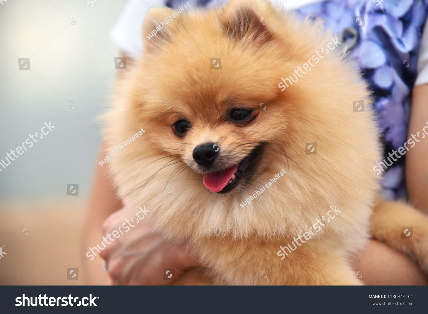 short nose pomeranian