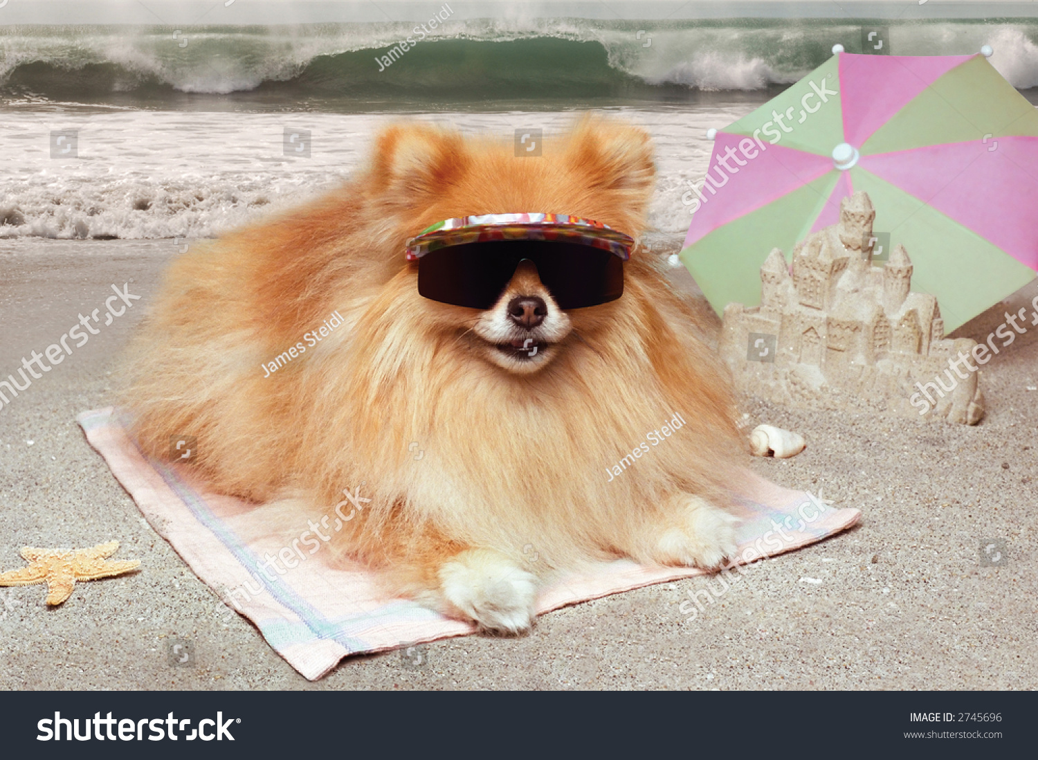 stock-photo-pomeranian-dog-wearing-sunglasses-lying-on-a-towel-at-the-beach-with-sandcastle-umbrella-and-2745696.jpg