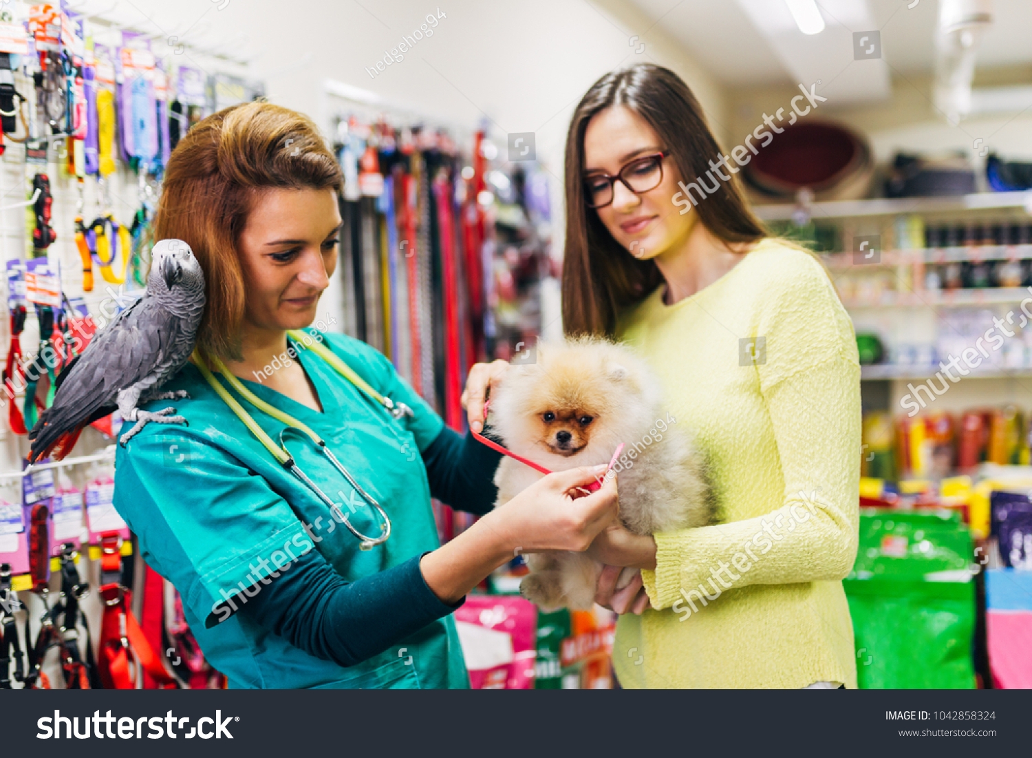 Pomeranian Dog Pet Shop Near Me Original Breed