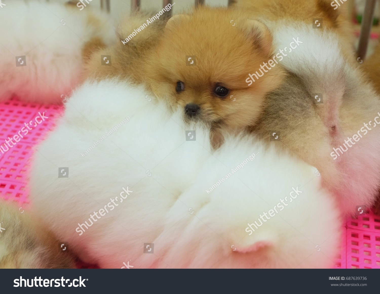 variety of puppies