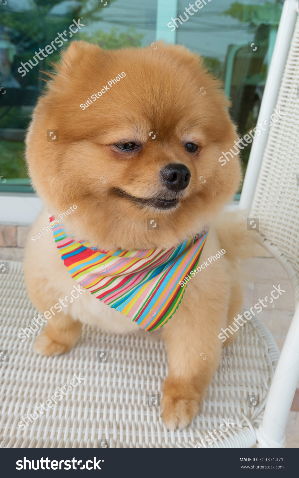 Pomeranian Puppy Dog Grooming Short Hair Stock Photo Edit Now