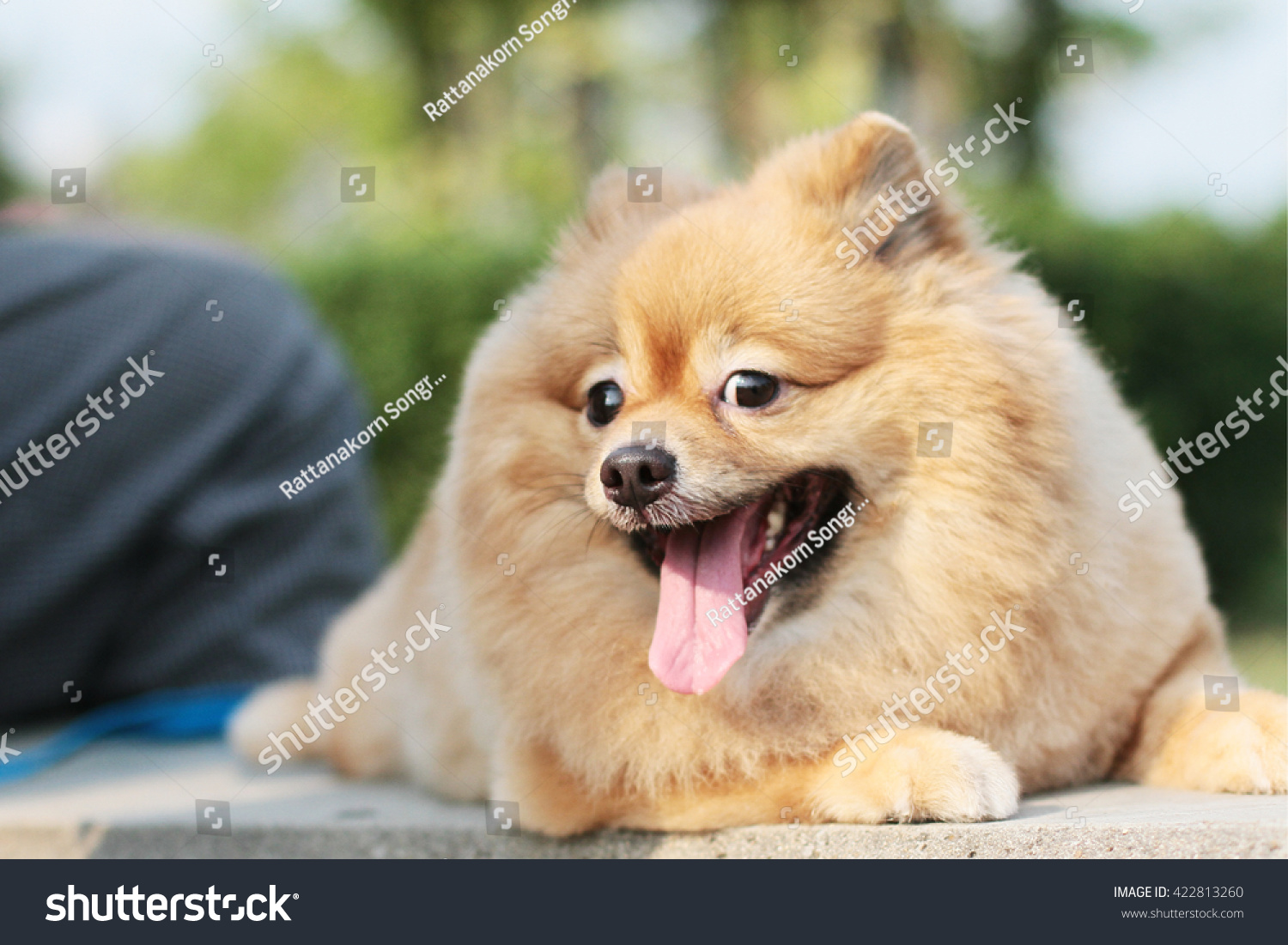 Pomeranian Puppy Dog Grooming Short Hair Stock Photo Edit Now 422813260