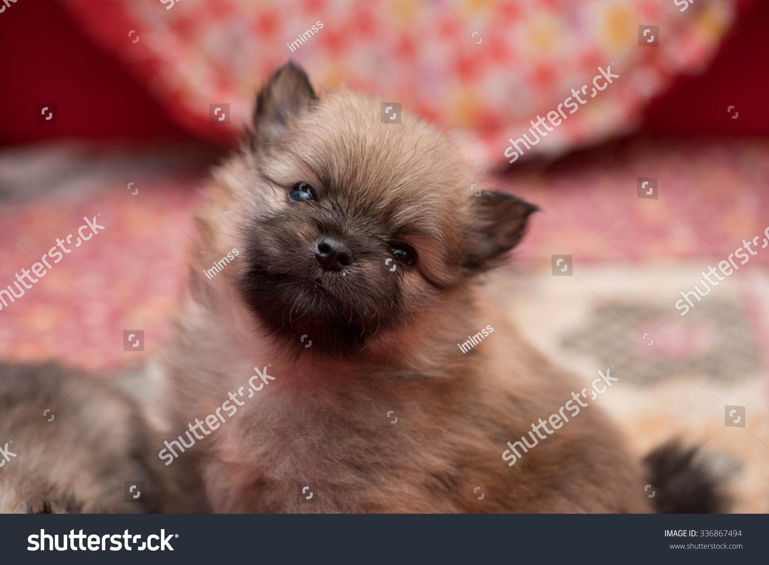 1 month old pomeranian puppy