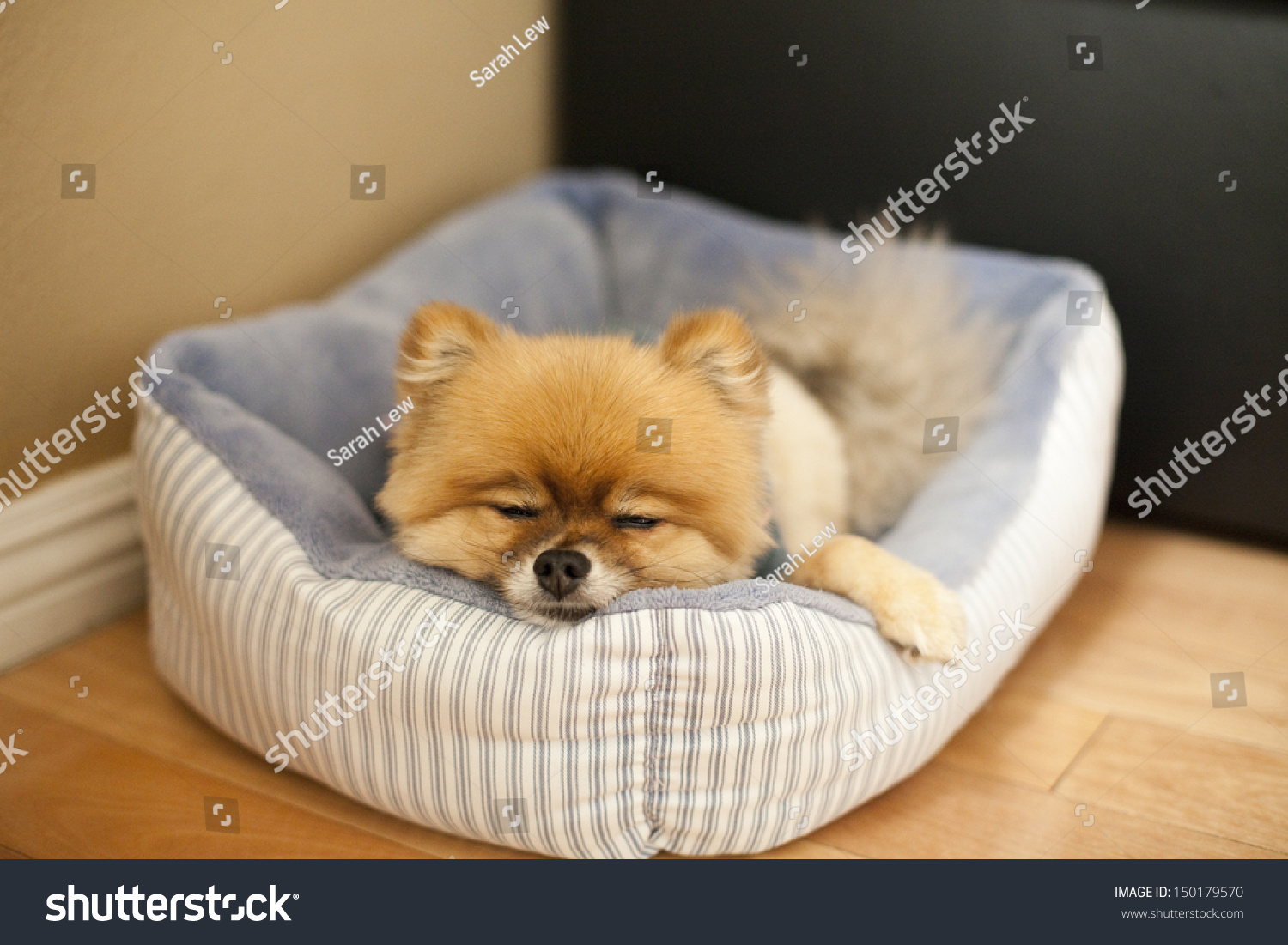 how much do pomeranians sleep