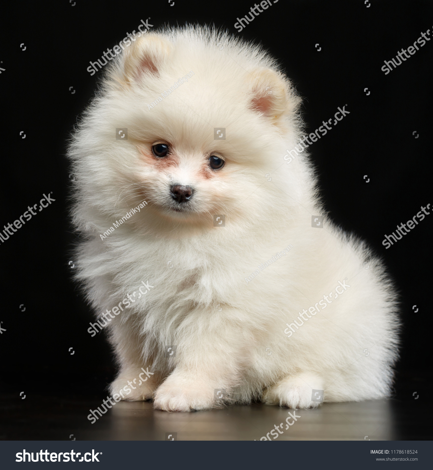 Pomeranian Japanese Spitz Black And White Images Pro Pluto Pets