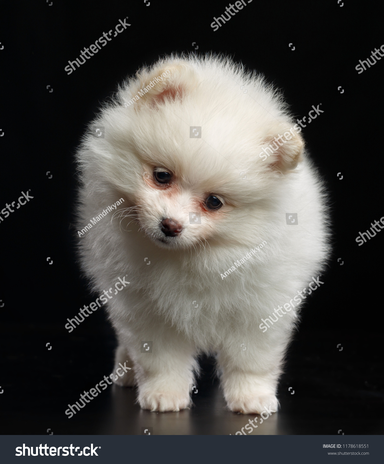 Pomeranian Spitz Dog On Isolated Black Stock Photo Edit Now