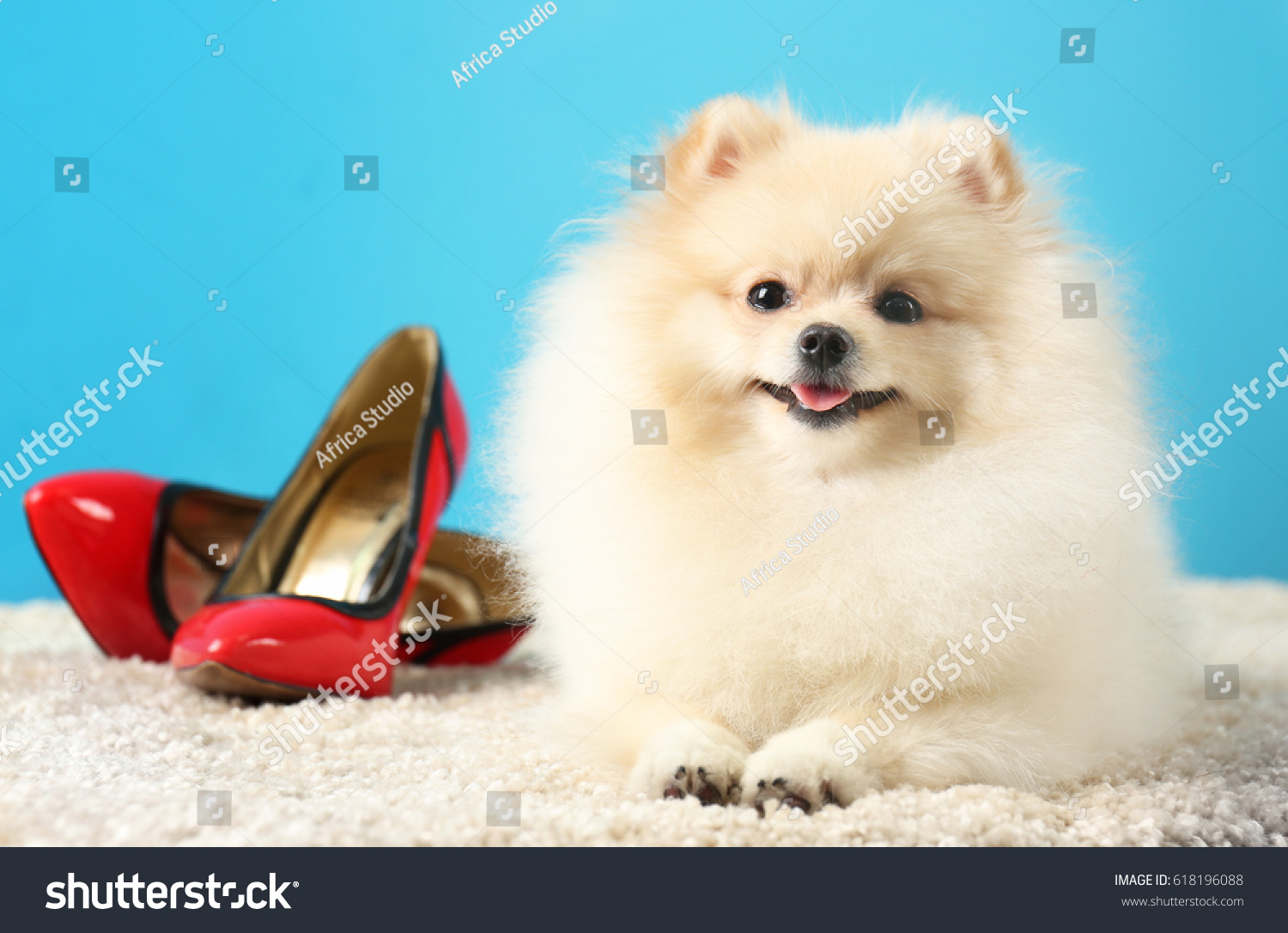 pomeranian shoes