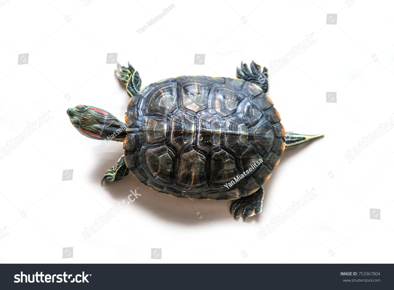 2,023 Tortoise top Images, Stock Photos & Vectors | Shutterstock