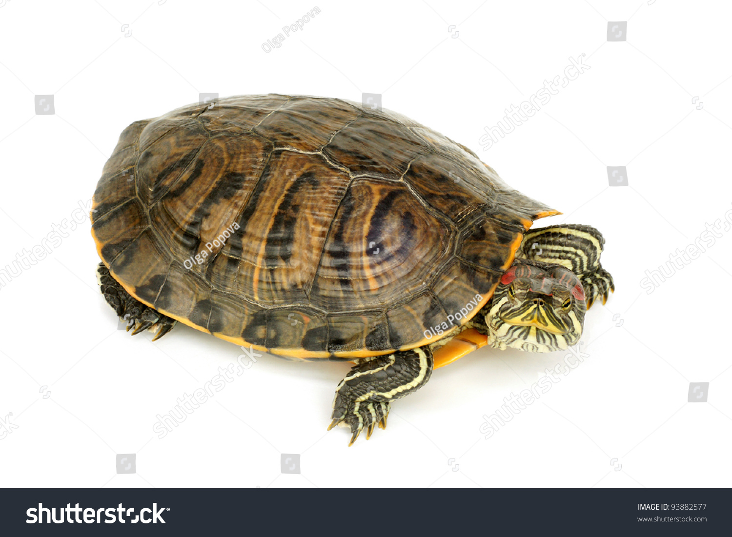 Pond Terrapin On A White Background Stock Photo 93882577 : Shutterstock