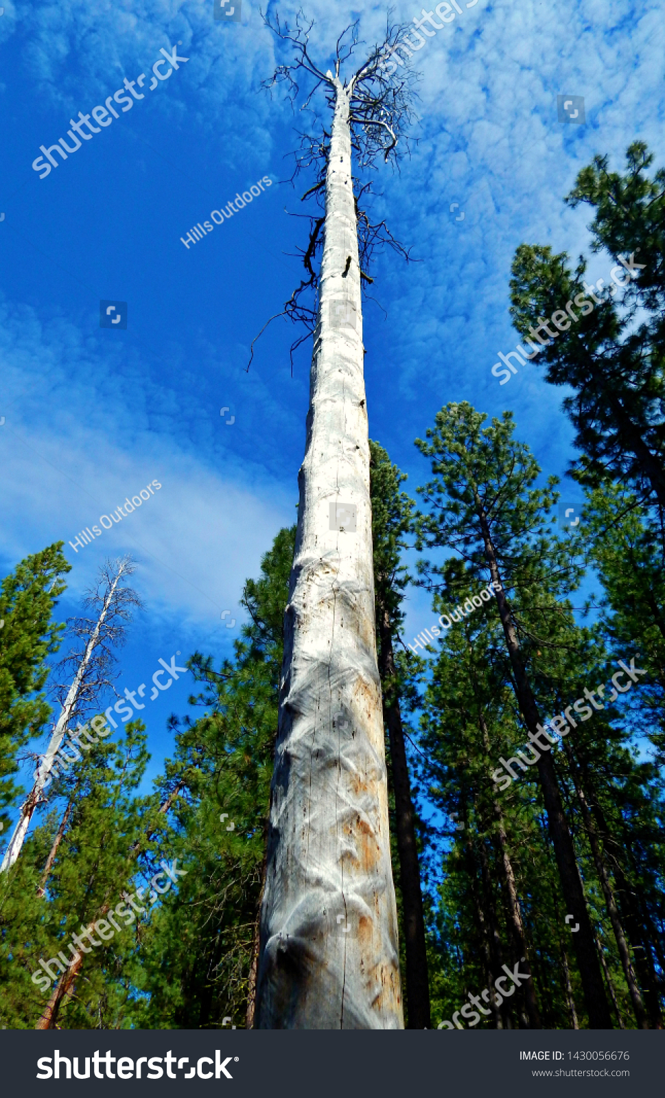 Ponderosa Tower Dead Ponderosa Pine Tree Stock Photo Edit Now