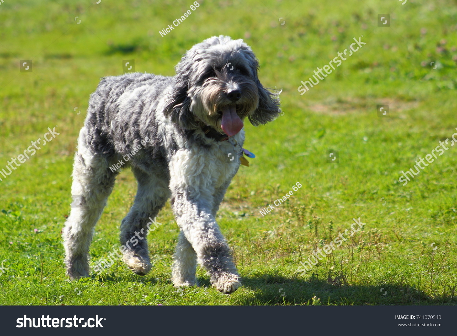 Poodle Australian Shepherd Mix Stock Photo Edit Now