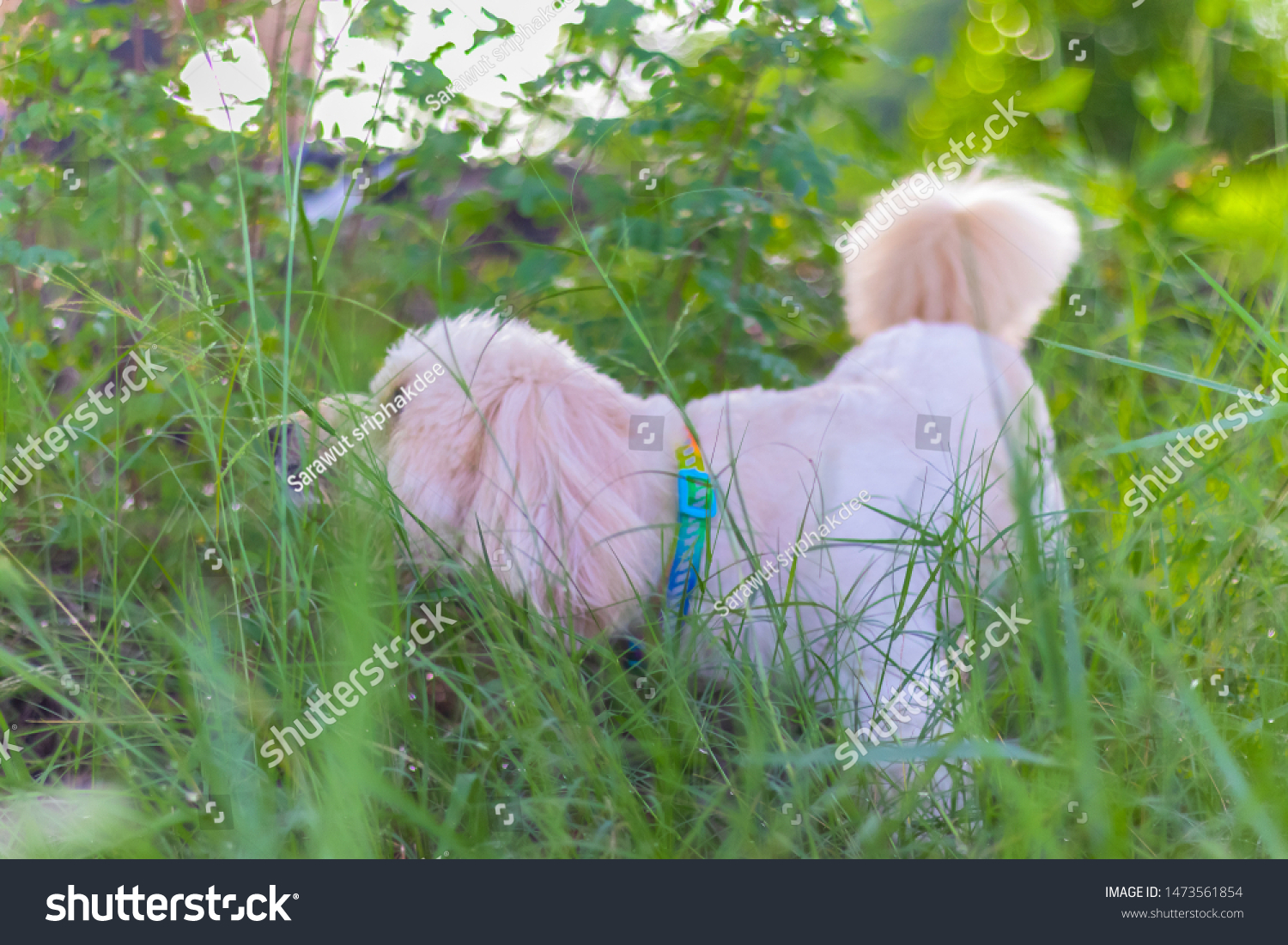 Poodle Dog Eats Grass Seed Dogs Stock Photo Edit Now 1473561854