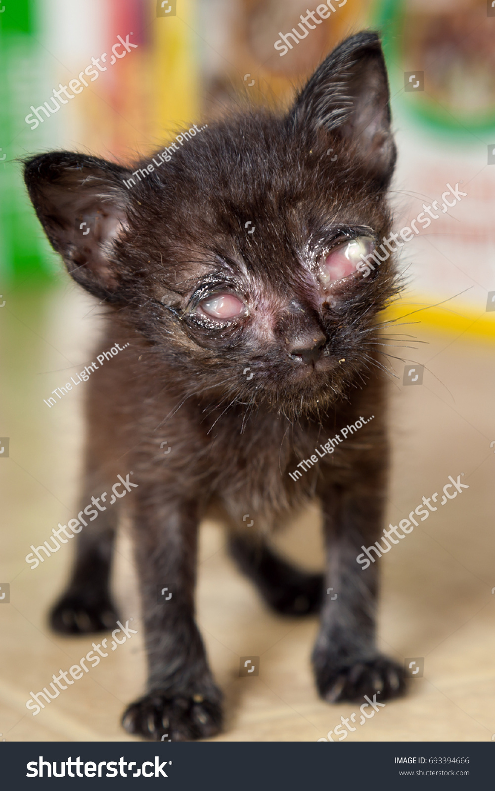 Poor Baby Kitten Looking Pathetic Bit Stock Photo Edit Now 693394666